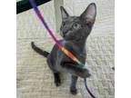 Adopt Sunny's Kitten: Celeste a Domestic Short Hair