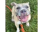 Adopt Adonia a Pit Bull Terrier