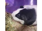 Adopt NIBBLES a Guinea Pig