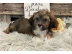 Havanese Puppy for sale in Fort Wayne, IN, USA