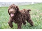 Mutt Puppy for sale in Kirksville, MO, USA