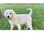 Golden Retriever Puppy for sale in Springfield, MO, USA