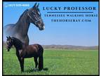 Meet Lucky Professor Black Registered Tennessee Walking Gelding - Available on