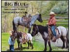Meet Big Blue Blue Roan Shetland Pony Gelding - Available on [url removed]