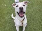 Adopt DUBBS a Pit Bull Terrier, Mixed Breed