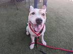 Adopt CHANCE a Pit Bull Terrier