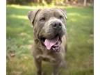 Adopt WOLFIE a Pit Bull Terrier, Mixed Breed