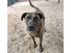 Adopt LITTLE JOE a Pit Bull Terrier, Mixed Breed