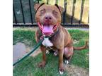 Adopt JAZZ a Pit Bull Terrier