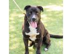 Adopt HUNK a Pit Bull Terrier