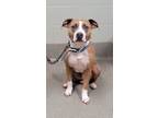 Adopt Pal/Rover a American Staffordshire Terrier
