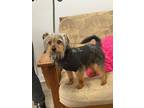 Adopt Stormy a Yorkshire Terrier, Terrier