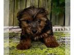 Yorkshire Terrier PUPPY FOR SALE ADN-802292 - Yorkie puppy littermate available