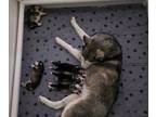 Siberian Husky PUPPY FOR SALE ADN-802398 - Kiaya and Israel Last Litter