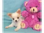 Chihuahua PUPPY FOR SALE ADN-802550 - Little Sammee Chihuahua puppy