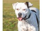 Adopt PETIE a Pit Bull Terrier, Mixed Breed