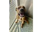 Adopt LESTER a Pit Bull Terrier