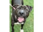 Adopt NEWTON a American Staffordshire Terrier, Mixed Breed