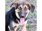 Adopt A488068 a German Shepherd Dog, Husky