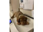 Adopt JORGE a Redbone Coonhound, Mixed Breed