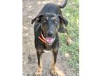 Adopt GUS a Black and Tan Coonhound, Mixed Breed