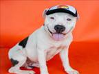 Adopt ATLAS a Pit Bull Terrier, Mixed Breed