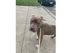 Adopt Bronco a Pit Bull Terrier, Mixed Breed