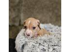 Adopt Stripe a Beagle, Mixed Breed