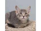 Adopt Myers a Domestic Short Hair