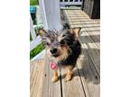 Adopt Romeo (Little Romey) a Yorkshire Terrier