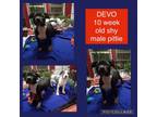 Adopt Devo a Pit Bull Terrier
