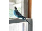 Adopt A515497 a Parakeet (Other)