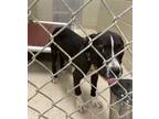 Adopt 19260 a Pit Bull Terrier