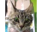 Adopt Lucy Lou a Extra-Toes Cat / Hemingway Polydactyl
