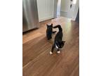 Adopt Levern and Shirley (FCID# 5/20/2024- 39, 40) DC a Domestic Short Hair