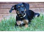Adopt Emily Sonnet a Beagle, Shepherd
