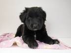 Adopt Mochi a Labrador Retriever