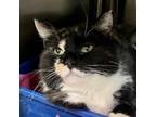 Adopt Doja - available for Foster to Adopt a Domestic Short Hair