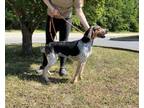 Adopt Felicity a Bluetick Coonhound