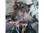 Adopt Boulder a German Shepherd Dog