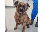 Adopt Cleo a Mixed Breed