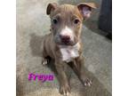 Adopt Freya a Pit Bull Terrier, Mixed Breed
