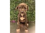 Adopt 56250115 a Pit Bull Terrier, Mixed Breed