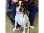Adopt Molly a Coonhound