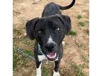 Adopt Angelica a Mixed Breed