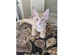 Adopt Sugarbaby Sweetpaws a Tabby, Domestic Short Hair