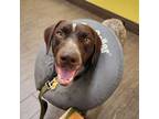 Adopt Ronnie a German Shorthaired Pointer