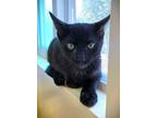 Adopt Kitten Panini a Domestic Short Hair