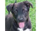 Adopt Puppy Alfie a Mixed Breed