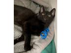Adopt Morty a Domestic Short Hair